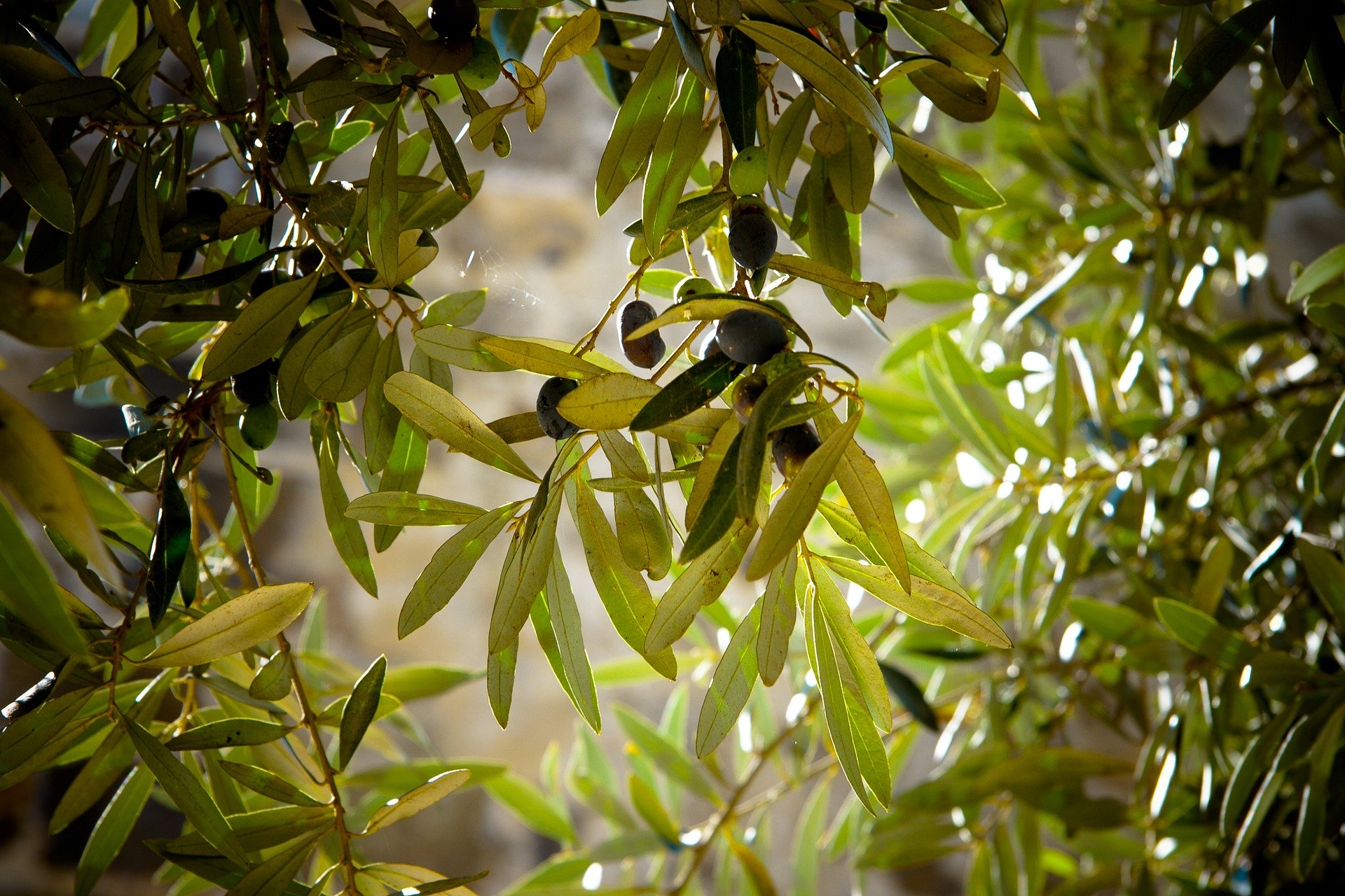 olives 789140 1920 - Agronomist.gr